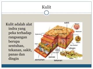 Kulit


                                             sakit
Kulit adalah alat
 indra yang
 peka terhadap
 rangsangan
 berupa
 sentuhan,
                                                     dingin
 tekanan, sakit,
 panas dan
                               panas
 dingin             sentuhan       tekanan
 