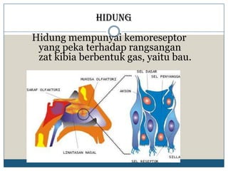 Hidung
Hidung mempunyai kemoreseptor
 yang peka terhadap rangsangan
 zat kibia berbentuk gas, yaitu bau.
 