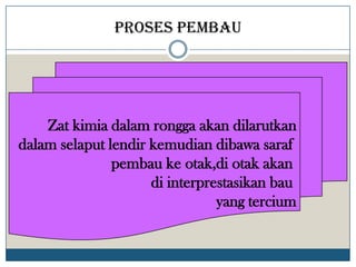 Proses pembau




    Zat kimia dalam rongga akan dilarutkan
dalam selaput lendir kemudian dibawa saraf
               pembau ke otak,di otak akan
                     di interprestasikan bau
                                yang tercium
 