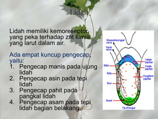 Lidah

Lidah memiliki kemoreseptor
yang peka terhadap zat kimia
yang larut dalam air.
Ada empat kuncup pengecap,
yaitu:
1. Pengecap manis pada ujung
    lidah
2. Pengecap asin pada tepi
    lidah
3. Pengecap pahit pada
    pangkal lidah
4. Pengecap asam pada tepi
    lidah bagian belakang
 