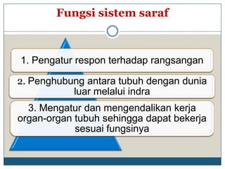 Fungsi sistem saraf



1. Pengatur respon terhadap rangsangan

2. Penghubung antara tubuh dengan dunia
           luar melalui indra
  3. Mengatur dan mengendalikan kerja
organ-organ tubuh sehingga dapat bekerja
            sesuai fungsinya
 