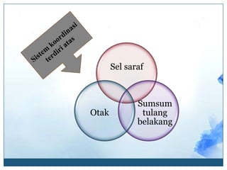 Sel saraf



              Sumsum
Otak           tulang
              belakang
 