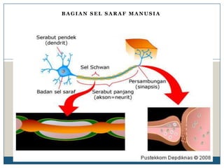 BAGIAN SEL SARAF MANUSIA
 