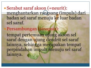  Serabut saraf akson (=neurit):
  menghantarkan rangsang (impuls) dari
  badan sel saraf menuju ke luar badan
  sel saraf.
 Persambungan (sinapsis):
  tempat pertemuan ujung akson sel
  saraf dengan ujung dendrit sel saraf
  lainnya, sehingga merupakan tempat
  perpindahan impuls menuju sel saraf
  lainnya.
 