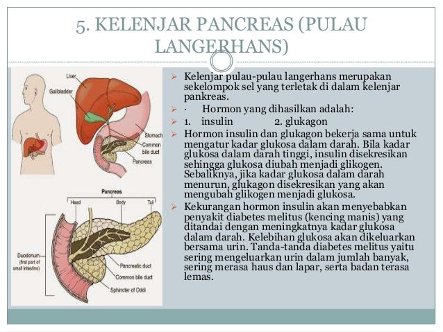 Sistem koordinasi pada Manusia