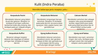 Reseptor Pacini Ruffini sistem koordinasi.pptxsjjsjsihdgdksjjhjss | PPTX