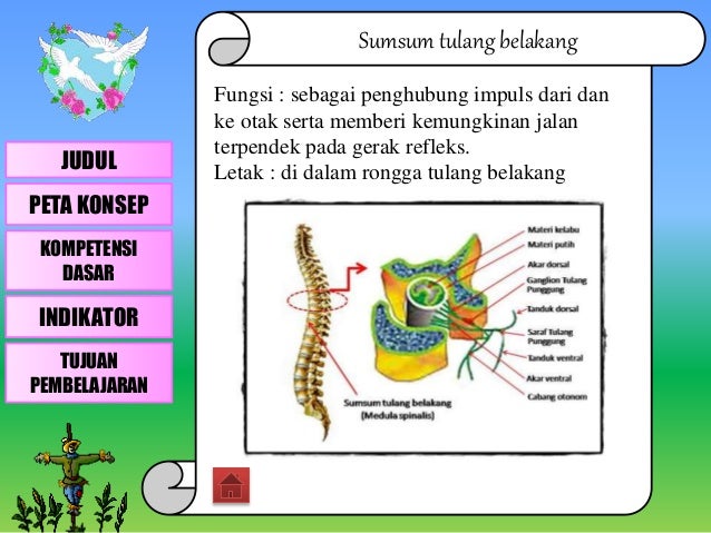 Skema Jalannya Impuls Dalam Alat Pendengaran Sehingga ...