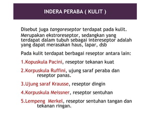 Reseptor Pacini Ruffini SISTEM KOORDINASI 1B.ppt