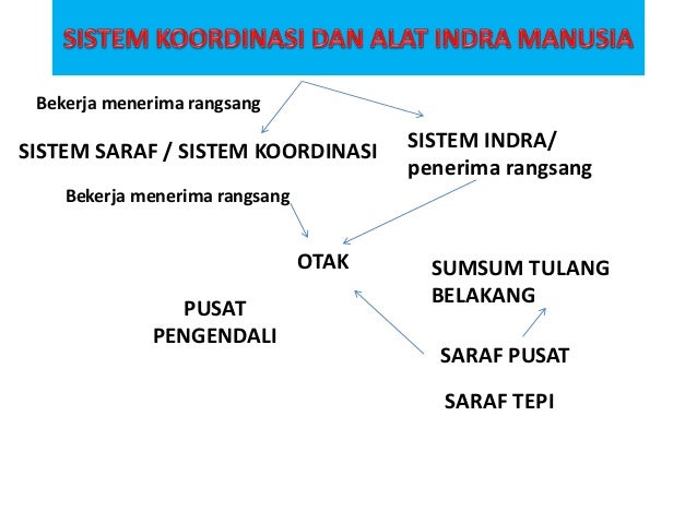 Sistem Koordinasi Dan Alat Indra Manusia
