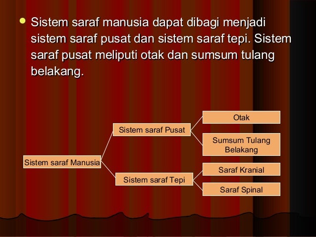 Sistem Koordinasi Dan Indera Sistem Regulasi Presentasi Bagus Dan L