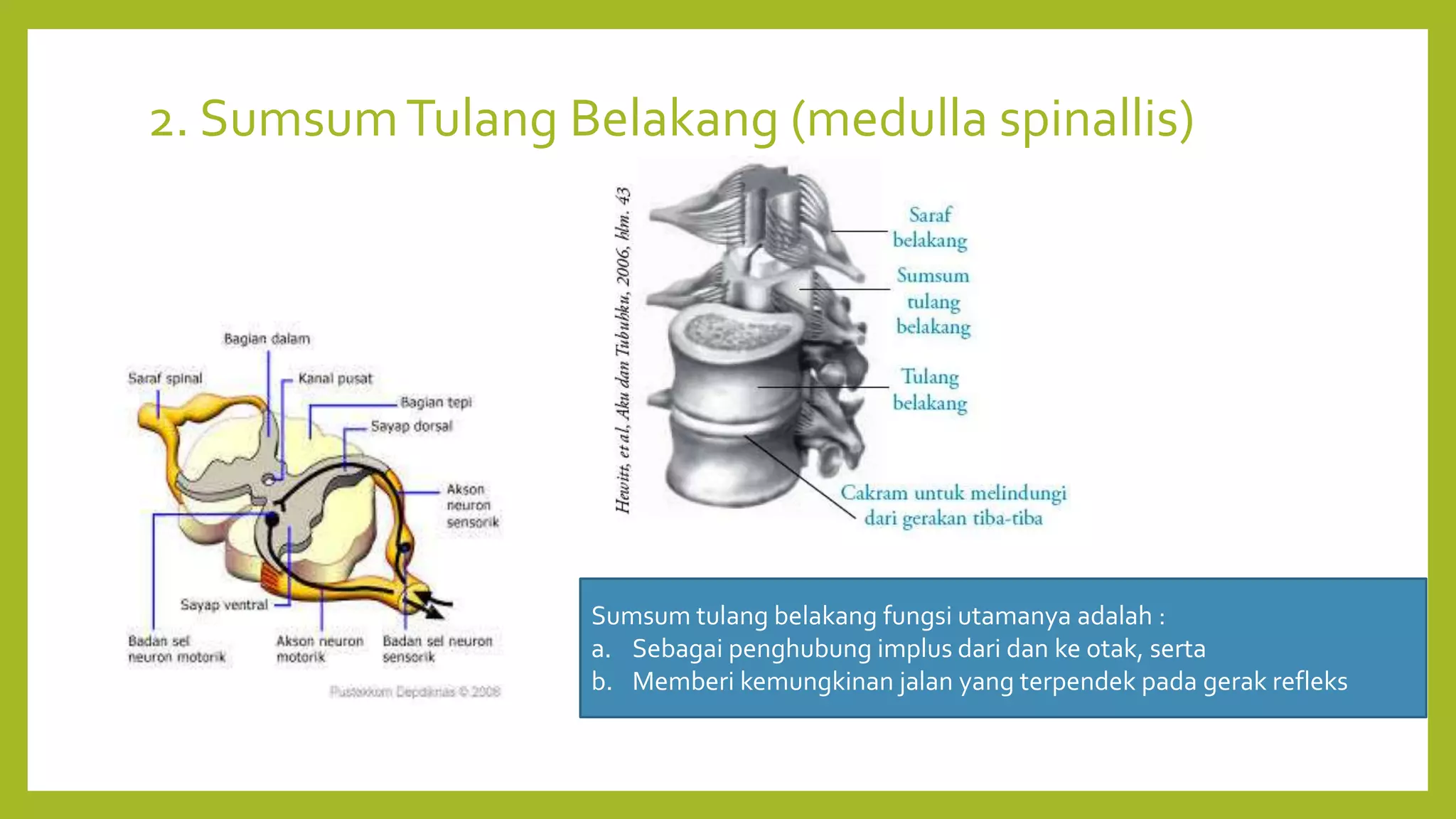 2. SumsumTulang Belakang (medulla spinallis)
Sumsum tulang belakang fungsi utamanya adalah :
a. Sebagai penghubung implus dari dan ke otak, serta
b. Memberi kemungkinan jalan yang terpendek pada gerak refleks
 
