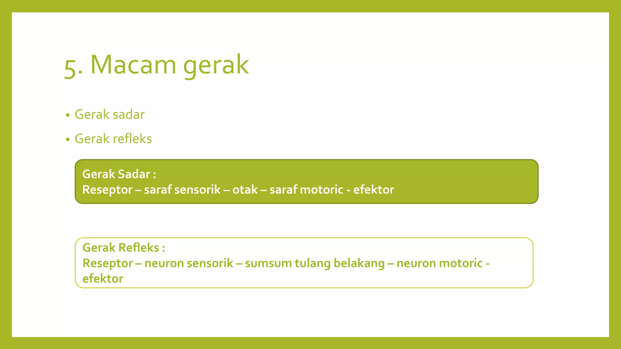 5. Macam gerak
• Gerak sadar
• Gerak refleks
Gerak Sadar :
Reseptor – saraf sensorik – otak – saraf motoric - efektor
Gerak Refleks :
Reseptor – neuron sensorik – sumsum tulang belakang – neuron motoric -
efektor
 