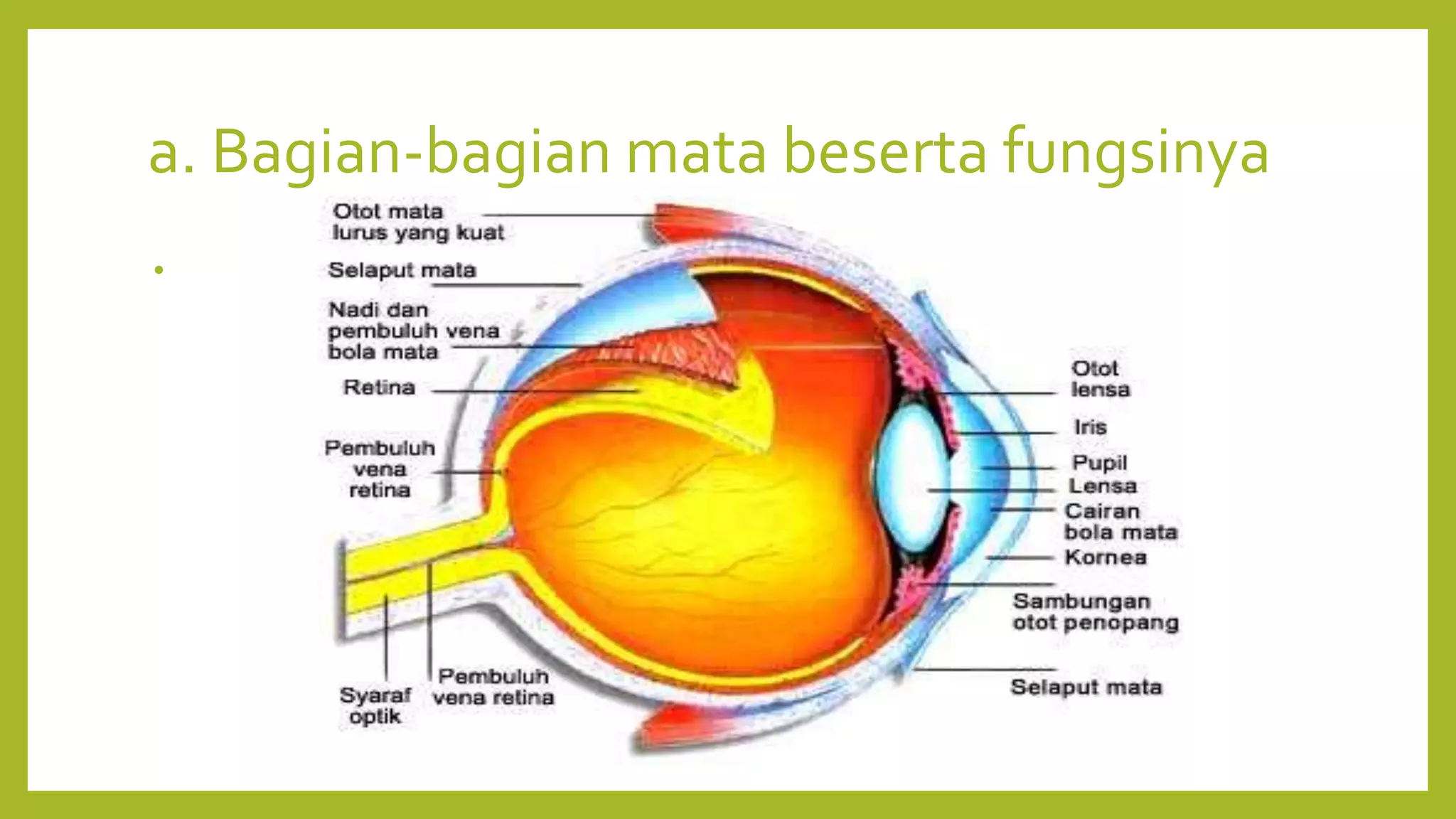 a. Bagian-bagian mata beserta fungsinya
•
 