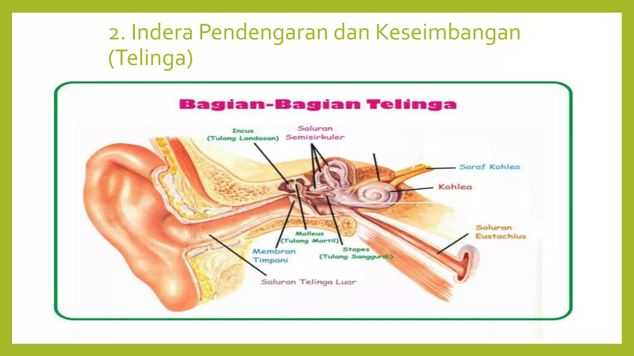 2. Indera Pendengaran dan Keseimbangan
(Telinga)
 