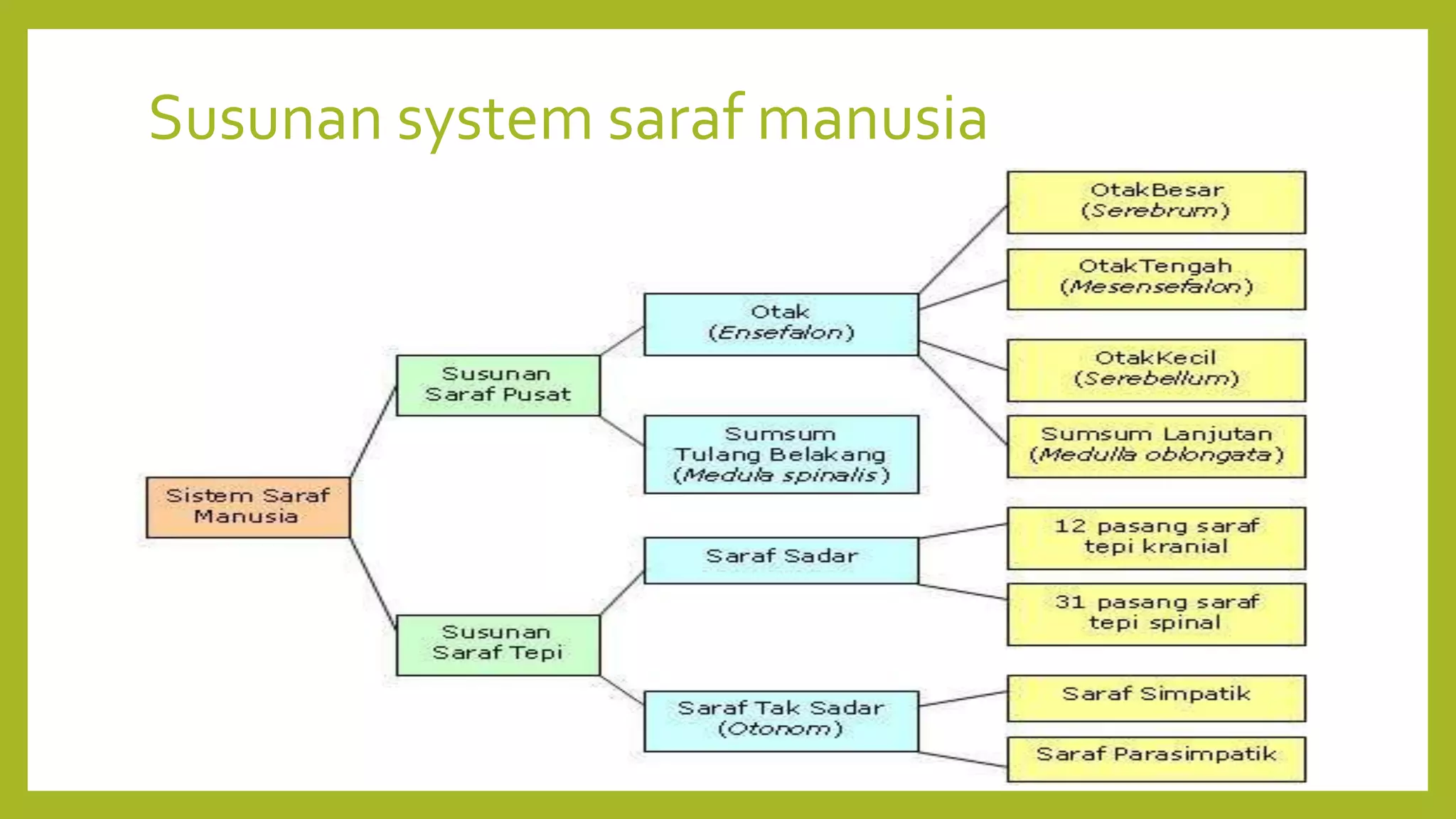 Susunan system saraf manusia
 