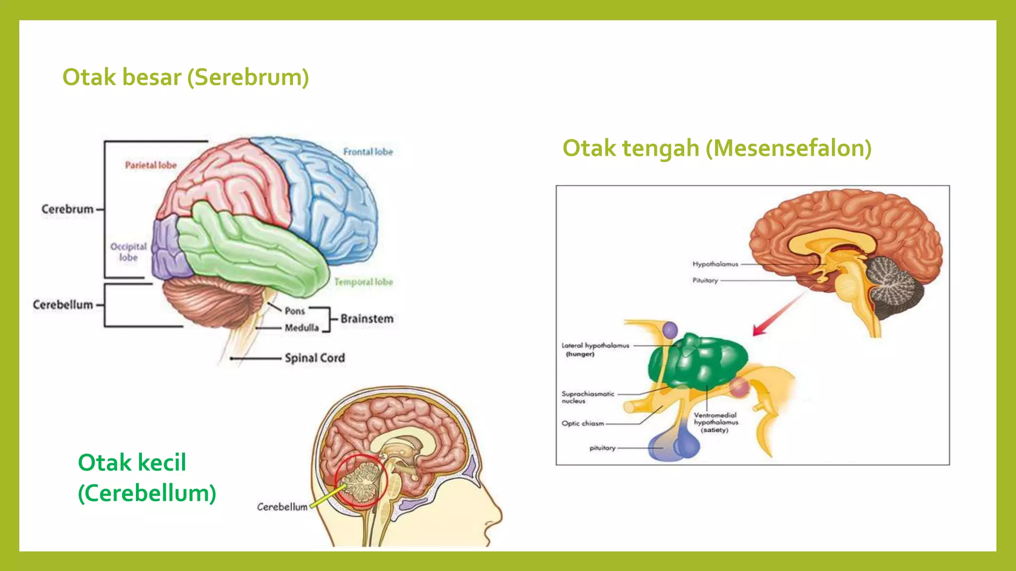 Otak besar (Serebrum)
Otak tengah (Mesensefalon)
Otak kecil
(Cerebellum)
 