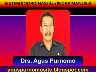 SISTEM KOORDINASI dan INDRA MANUSIA




      Drs. Agus Purnomo
 aguspurnomosite.blogspot.com
 