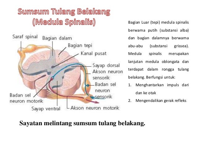 Sistem Koordinasi Pada Manusia Dan Hewan