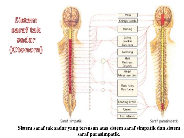 Sistem Saraf Pada Manusia Dan Hewan - Sistem Saraf Pada Manusia