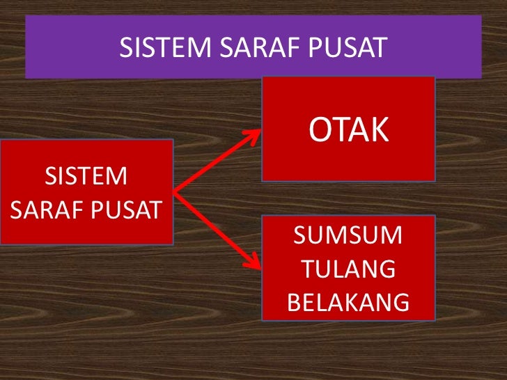 Sistem koordinasi manusia