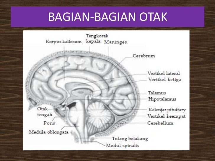 Menakjubkan 27+ Gambar Otak Dan Bagiannya - Sugriwa Gambar