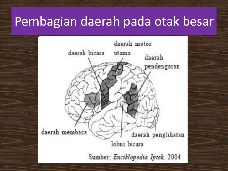 Sistem koordinasi manusia