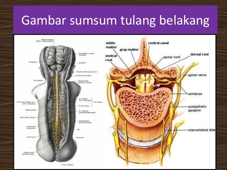 Sistem Koordinasi Manusia