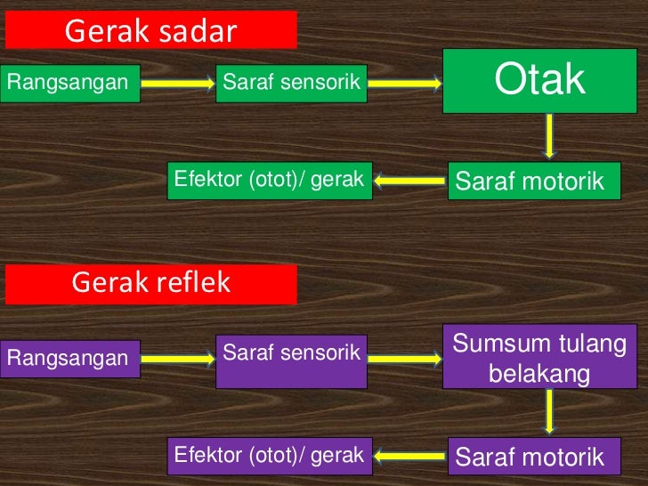 Sistem Koordinasi Manusia