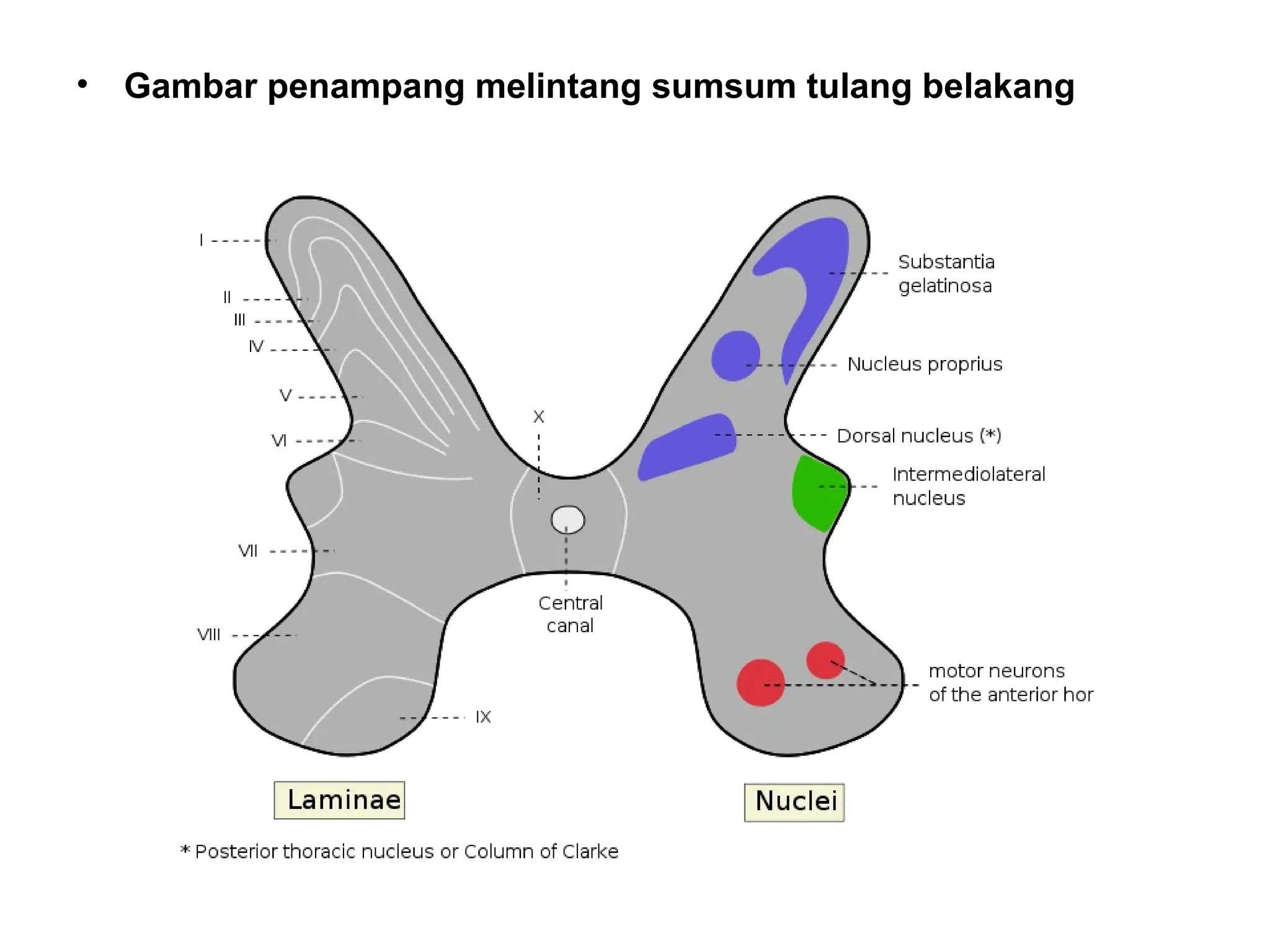 • Gambar penampang melintang sumsum tulang belakang
 
