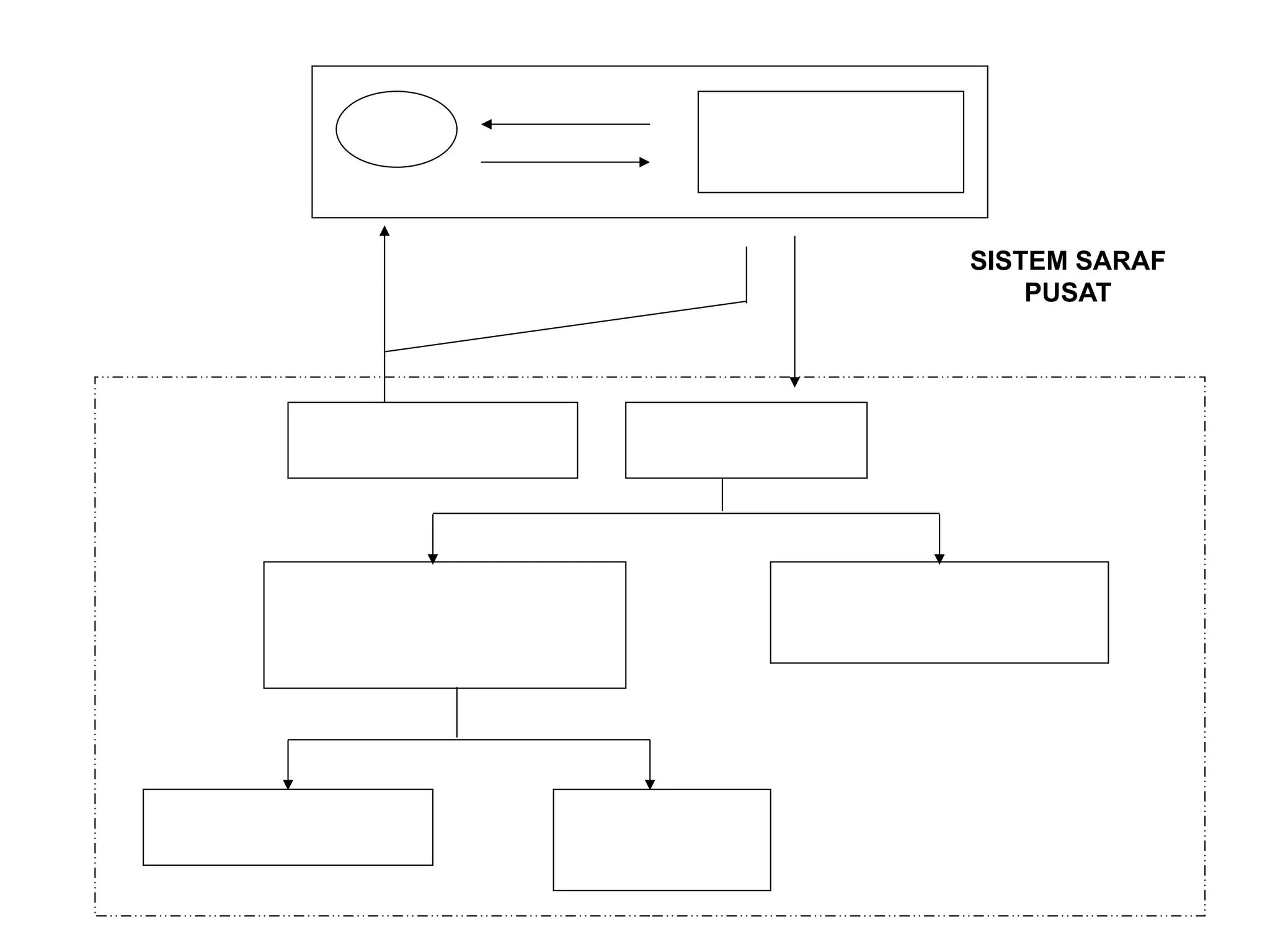 SISTEM SARAF
PUSAT
Otak Sumsum tulang
belakang
SISTEM SARAF TEPI
SARAF SENSORI
Kelompok simpatetik Kelompok
parasimpatetik
Sistem saraf tak sadar
(mengontrol otot jantung, otot
polos, dan kelenjar)
Sistem saraf sadar
(mengontrol otot rangka)
SARAF MOTOR
 