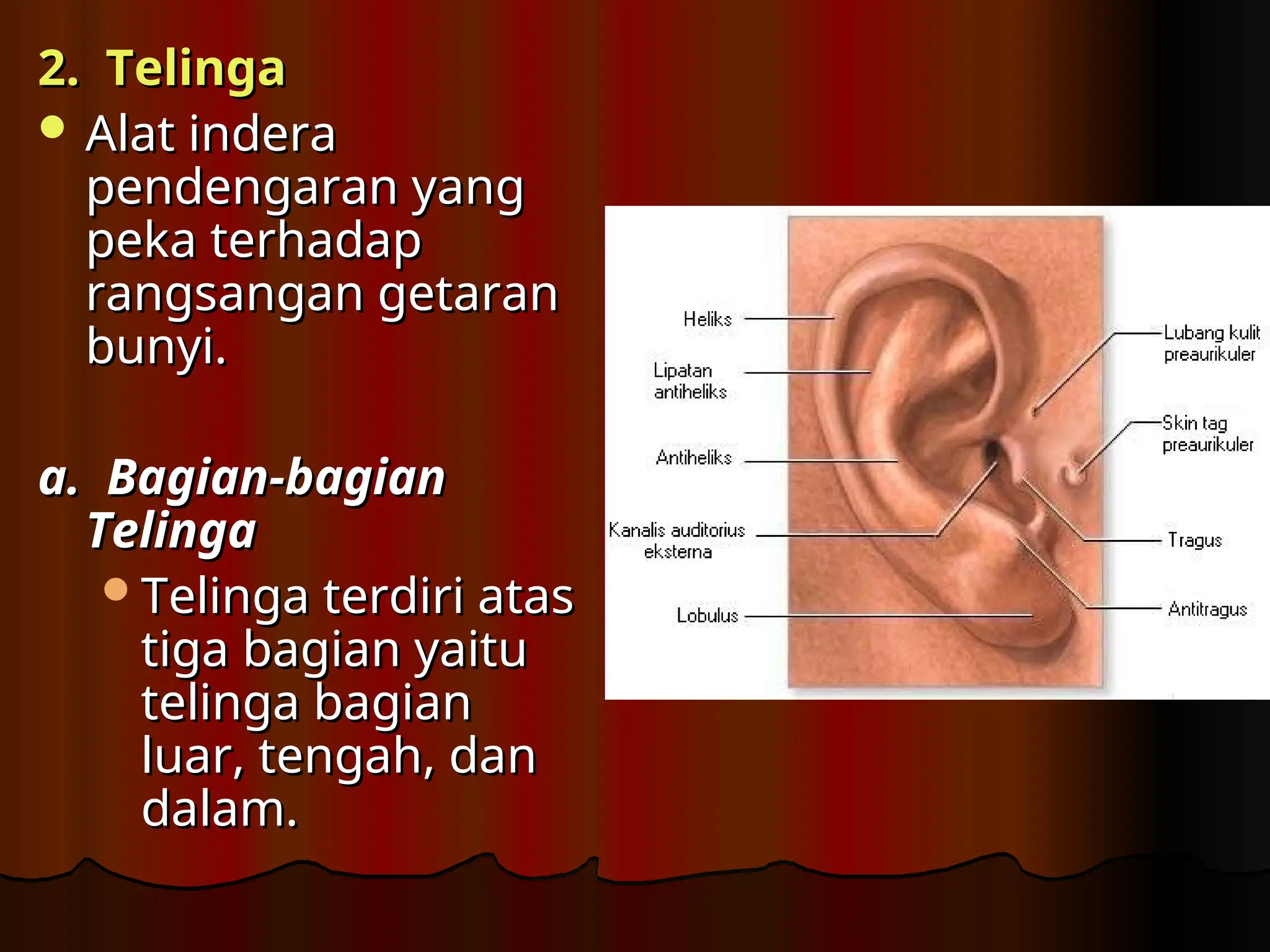 2. Telinga
2. Telinga
 A
Alat indera
lat indera
pendengaran yang
pendengaran yang
peka terhadap
peka terhadap
rangsangan getaran
rangsangan getaran
bunyi.
bunyi.
a. Bagian-bagian
a. Bagian-bagian
Telinga
Telinga
Telinga terdiri atas
Telinga terdiri atas
tiga bagian yaitu
tiga bagian yaitu
telinga bagian
telinga bagian
luar, tengah, dan
luar, tengah, dan
dalam.
dalam.
 