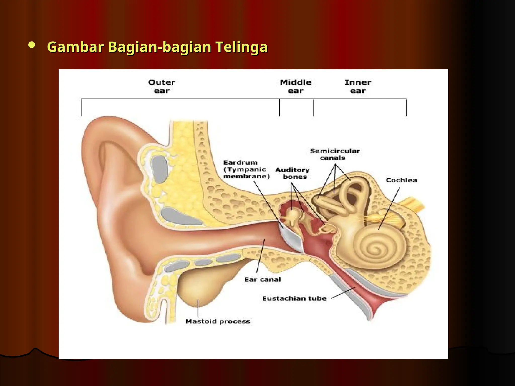  Gambar Bagian-bagian Telinga
Gambar Bagian-bagian Telinga
 