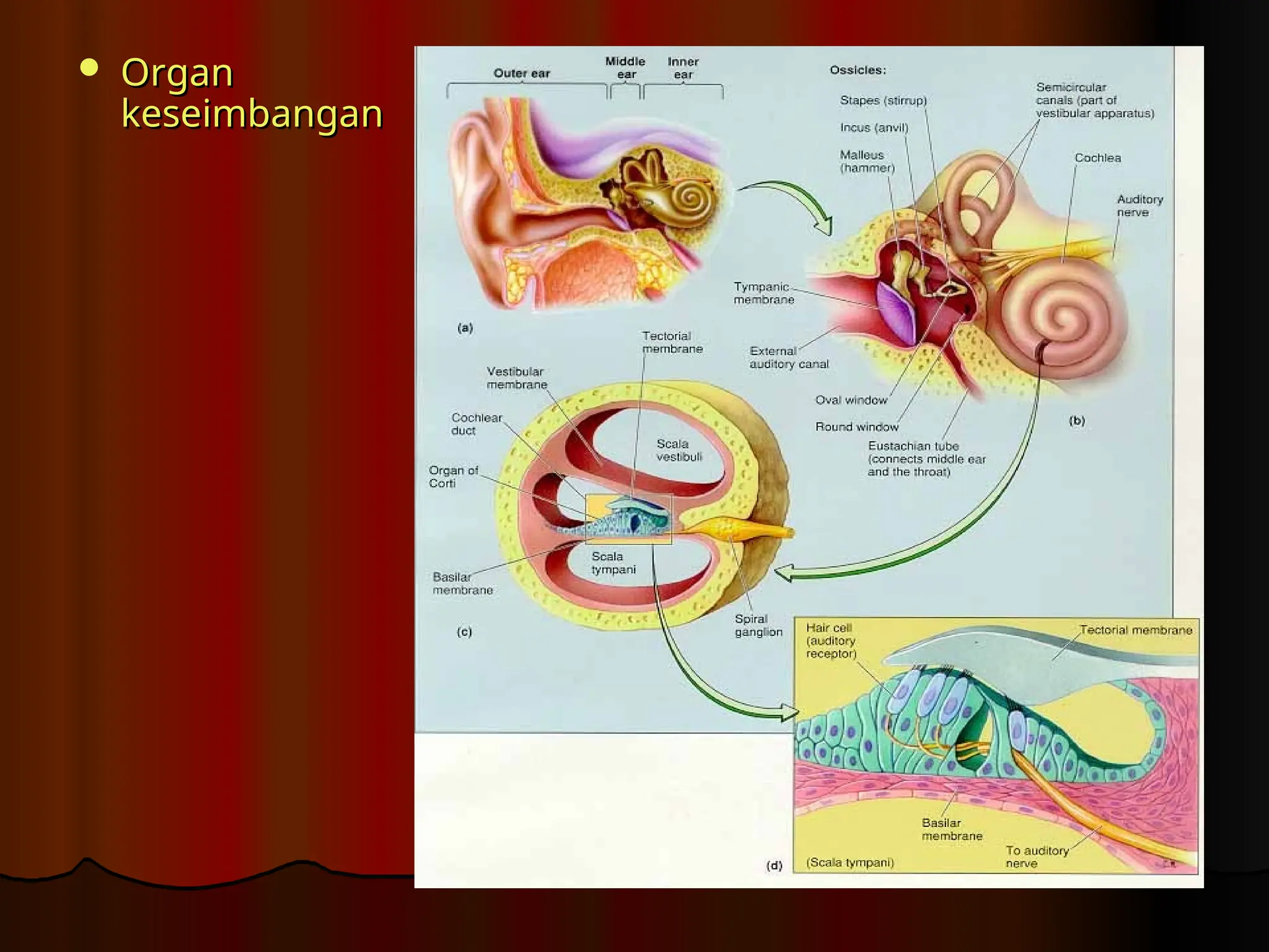  Organ
Organ
keseimbangan
keseimbangan
 