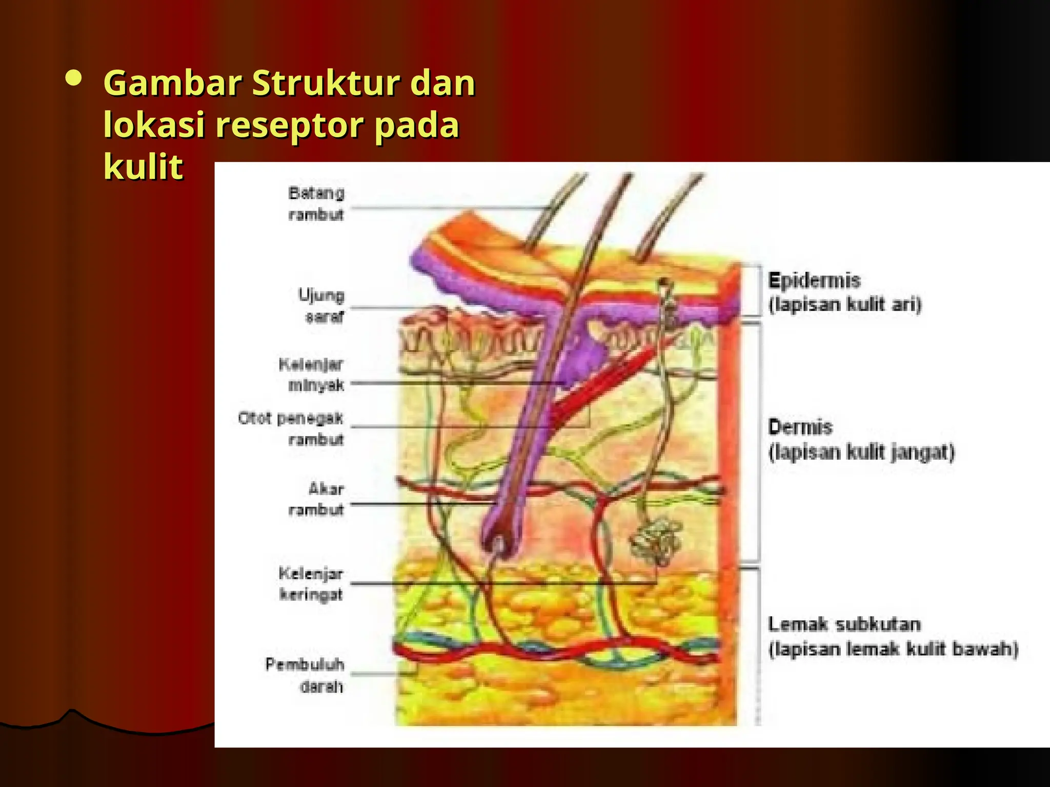  Gambar Struktur dan
Gambar Struktur dan
lokasi reseptor pada
lokasi reseptor pada
kulit
kulit
 