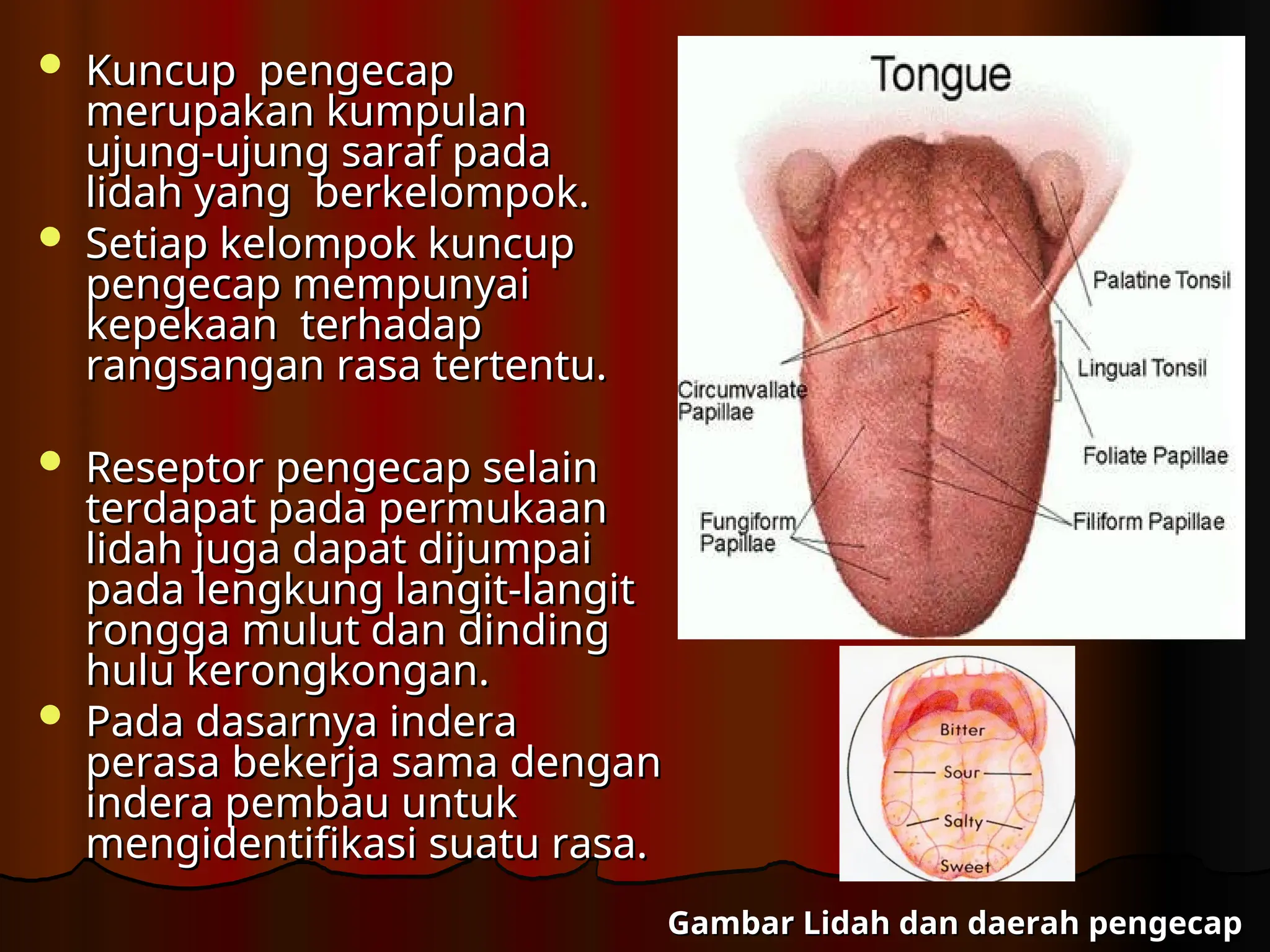  Kuncup pengecap
Kuncup pengecap
merupakan kumpulan
merupakan kumpulan
ujung-ujung saraf pada
ujung-ujung saraf pada
lidah yang berkelompok.
lidah yang berkelompok.
 Setiap kelompok kuncup
Setiap kelompok kuncup
pengecap mempunyai
pengecap mempunyai
kepekaan terhadap
kepekaan terhadap
rangsangan rasa tertentu.
rangsangan rasa tertentu.
 Reseptor pengecap selain
Reseptor pengecap selain
terdapat pada permukaan
terdapat pada permukaan
lidah juga dapat dijumpai
lidah juga dapat dijumpai
pada lengkung langit-langit
pada lengkung langit-langit
rongga mulut dan dinding
rongga mulut dan dinding
hulu kerongkongan.
hulu kerongkongan.
 Pada dasarnya indera
Pada dasarnya indera
perasa bekerja sama dengan
perasa bekerja sama dengan
indera pembau untuk
indera pembau untuk
mengidentifikasi suatu rasa.
mengidentifikasi suatu rasa.
Gambar Lidah dan daerah pengecap
Gambar Lidah dan daerah pengecap
 