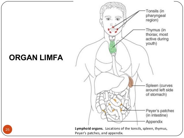 Sistem limfa 