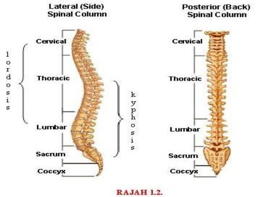 Sistem muskuloskeletal