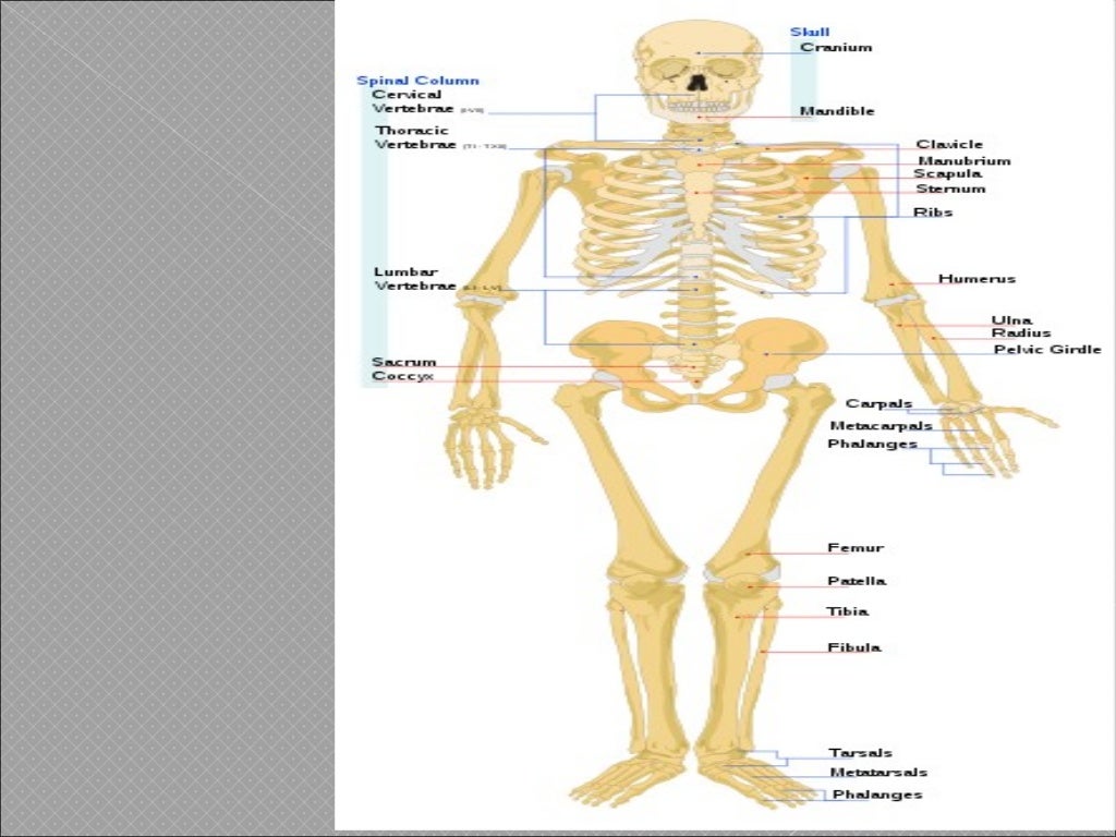 Gambar Sistem Muskuloskeletal