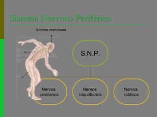 Sistema Nervoso PeriféricoNervos cranianos