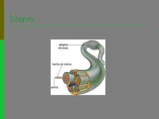 Nervo