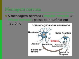 Mensagem nervosaA mensagem nervosa (impulso nervosoouinfluxo nervoso) passa de neurónio em neurónio