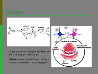 SinapseZona de comunicação ao nível da qual se faz a transmissão da mensagem nervosa.Libertam-se substâncias químicas – Neurotransmissores– que atravessam esse espaço