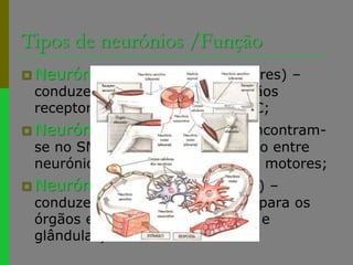 Tipos de neurónios /FunçãoNeurónios sensitivos(receptores) – conduzem a mensagem dos órgãos receptores (ex: pele) para o SNC;Neurónios de associação – encontram-se no SNC. Estabelecem a ligação entre neurónios sensitivos e neurónios motores;Neurónios motores(efectores) – conduzem a mensagem do SNC para os órgãos efectores, (ex: músculos e glândulas).