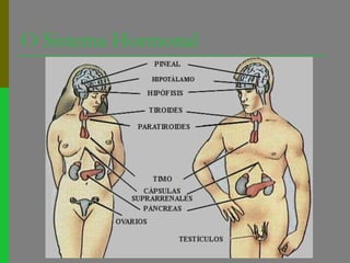 O Sistema Hormonal
