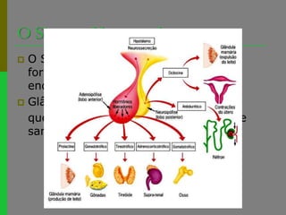 O Sistema HormonalO Sistema Hormonal ou Endócrino é formado pelo conjunto das glândulas endócrinasGlândula endócrina é a estrutura 	que segrega hormonas para a corrente sanguínea