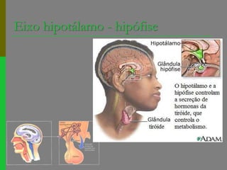 Eixo hipotálamo - hipófise