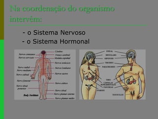 Na coordenação do organismo intervêm:      - o Sistema Nervoso  - o Sistema Hormonal  