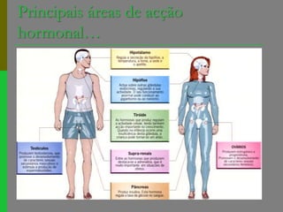 Principais áreas de acção hormonal…
