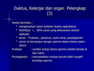 Duktus, Kelenjar dan organ Pelengkap
(3)
Vesika Seminalis :
* mengeluarkan cairan kedalam duktus ejakulatoris
* kontribusi...
