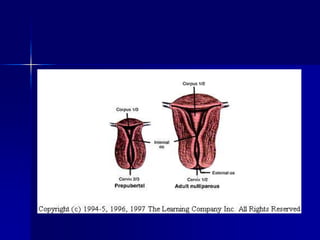 Uterus
- Berbentuk buah alpokat
- Terdiri dari : Fundus , Korpus uteri dan Serviks
- Dinding uterus disusun oleh jaringan ...